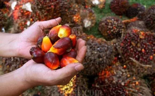 Daftar Saham Minyak Sawit di BEI: AALI Menguat 19,35% Sejak Awal 2025