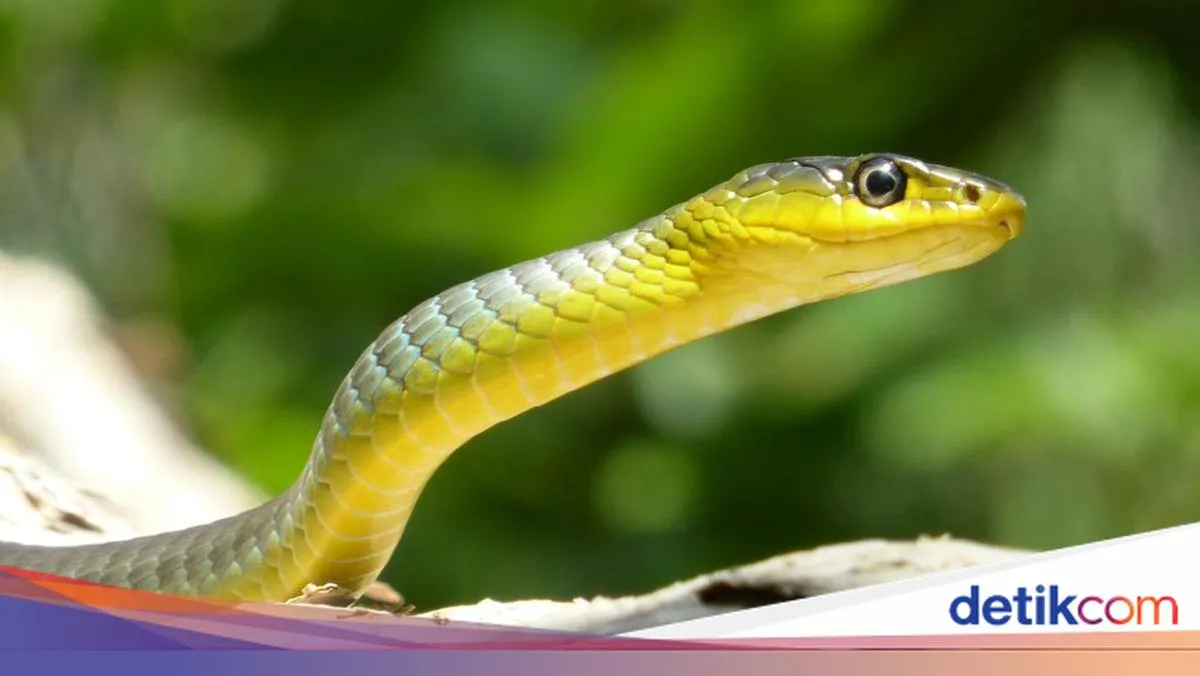11 Bahan Alami yang Disebut Bisa Mencegah Ular Masuk Rumah, Garam Bukan Salah Satunya