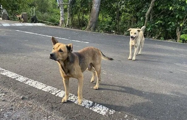 Trik Mengusir Anjing Liar agar Tidak Buang Kotoran Sembarangan dengan Bahan Dapur