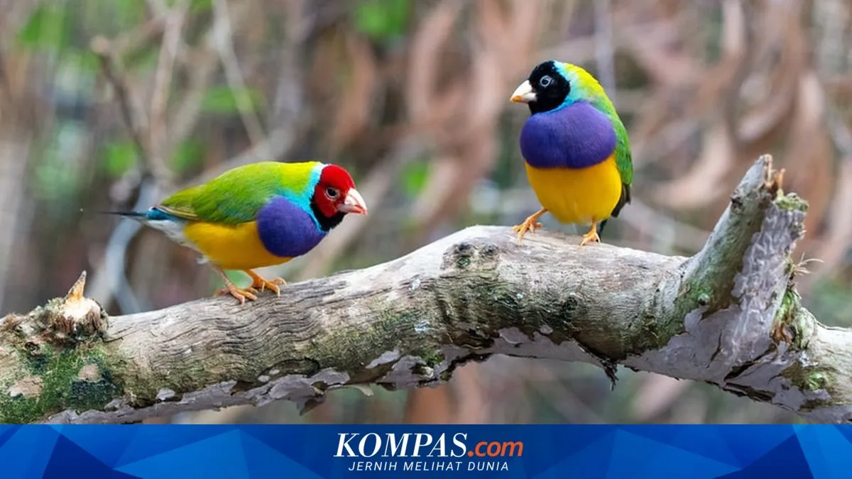 Lima Cara Mencegah Burung Peliharaan Cepat Bosan di Rumah