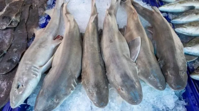 Keracunan MBG di Ketapang: Menu Ikan Hiu Goreng Diduga Picu 25 Korban, Sampel Diuji BPOM