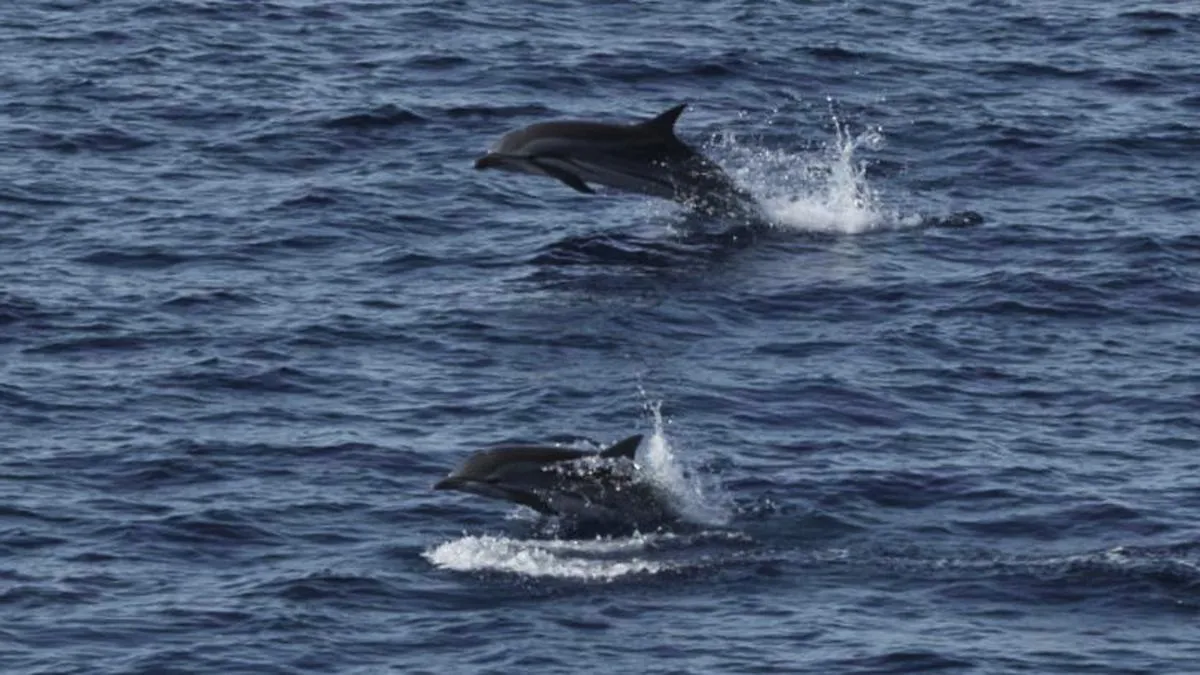 Survei Udara Pertama Ungkap Perairan Barat Sumatera Jalur Migrasi Penting Paus dan Lumba-lumba, Banyak Hotspot di Luar Kawasan Konservasi