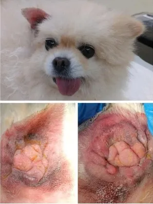 Anjing Pomeranian Melody Jalani Operasi Pengangkatan Lymphoma di Kedua Telinga