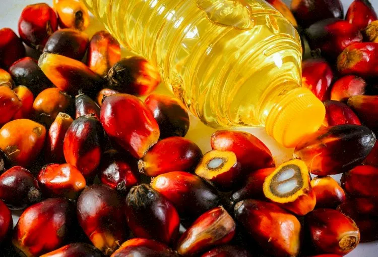 Industri Minyak Goreng Sawit Dinilai Strategis bagi Ketahanan Pangan dan Ekonomi Nasional