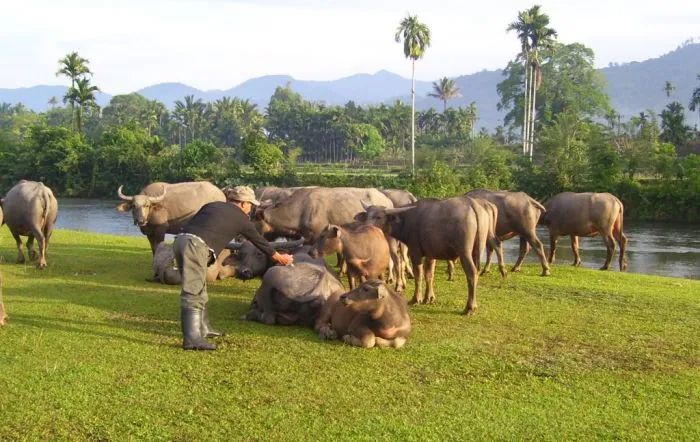 Guru Besar IPB Jelaskan Cara Mengolah Daging Kerbau agar Empuk dan Tidak Berbau Tajam