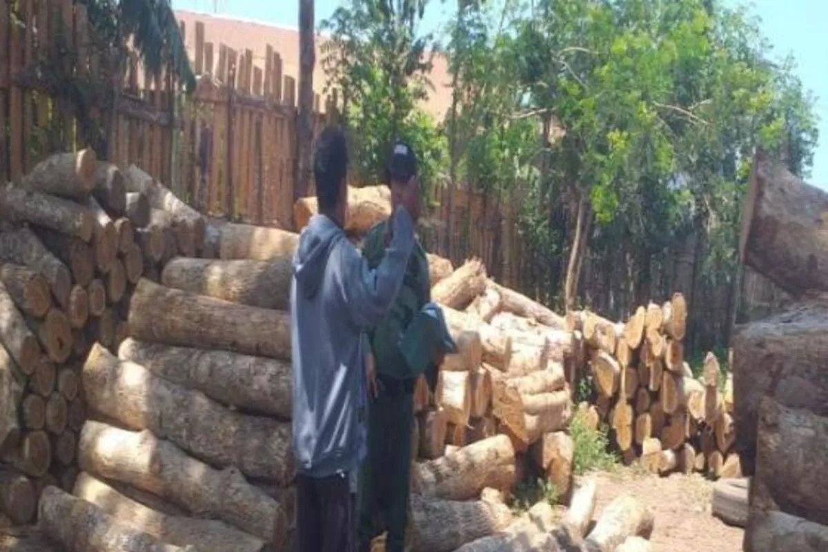 Kemenhut Tangkap HK, Diduga Pengendali Pembalakan Liar di Taman Nasional Baluran