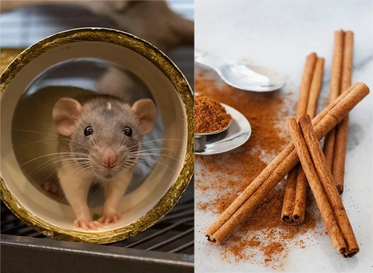 Tips Mengusir Tikus di Rumah Menggunakan Kayu Manis