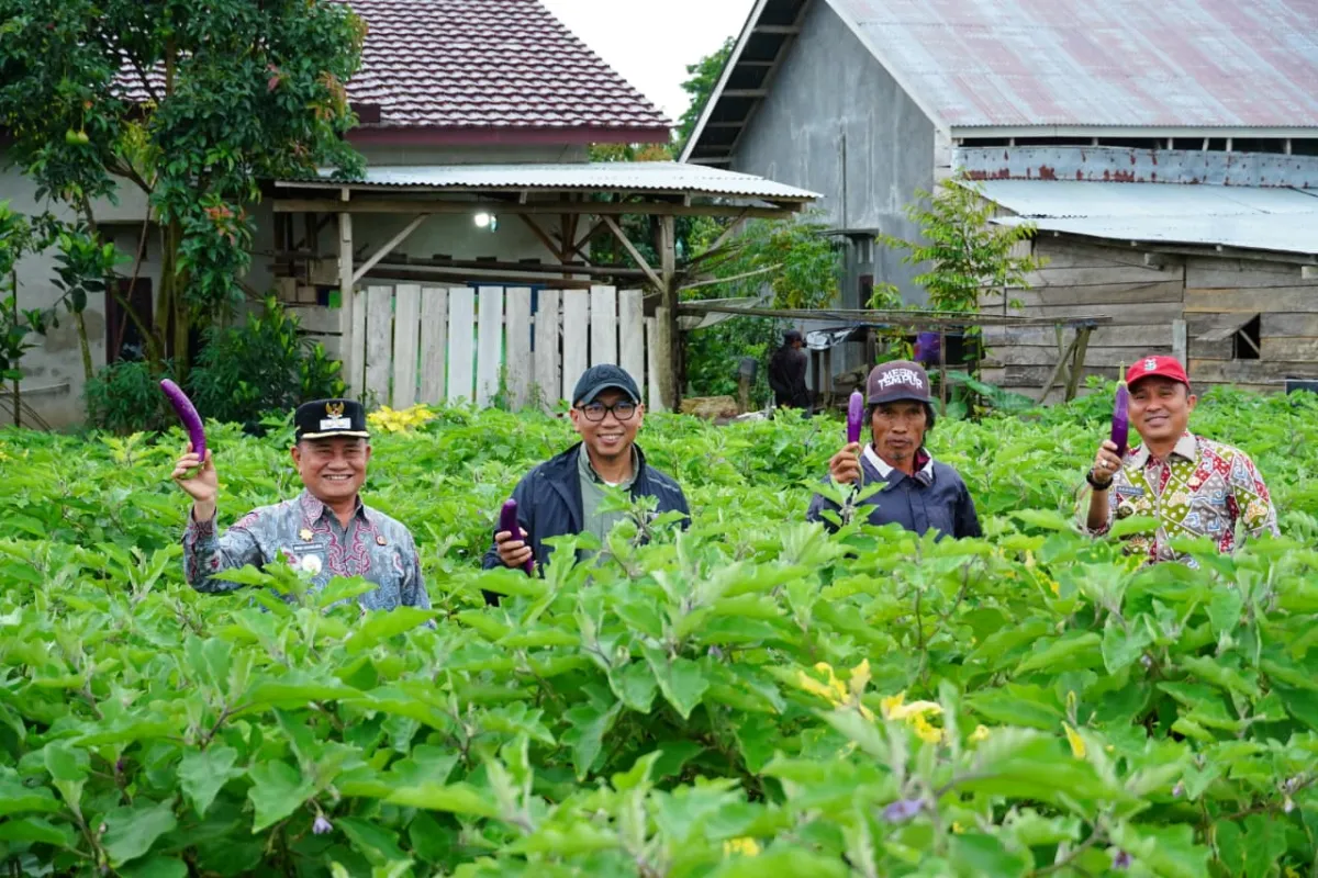 Gubernur Mirza Tinjau Sentra Sayur Sukau, Minta Proteksi Harga Panen dan Percepat Hilirisasi di Lampung Barat