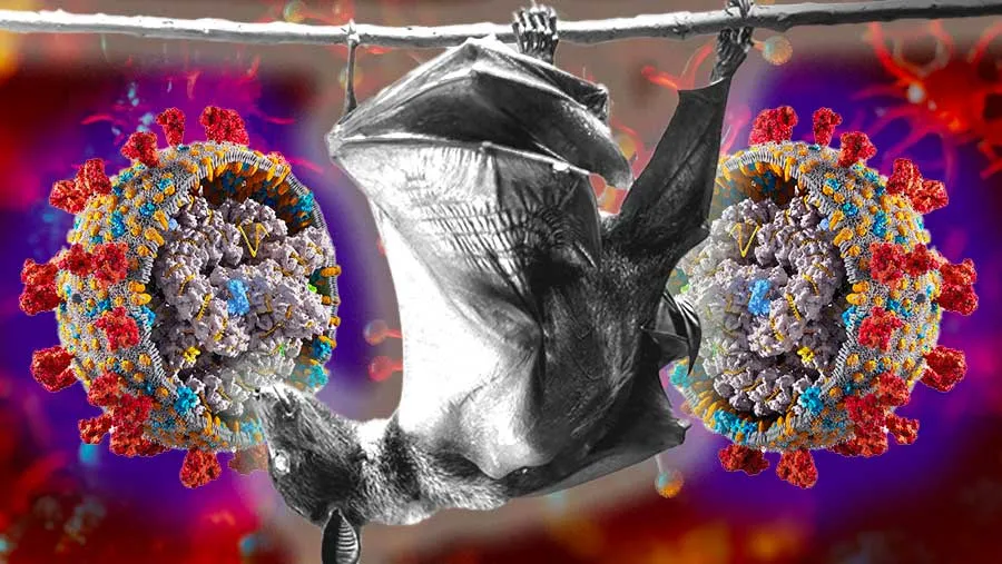 Kemenkes Perketat Pemantauan Pelaku Perjalanan Usai Laporan Kasus Nipah di India