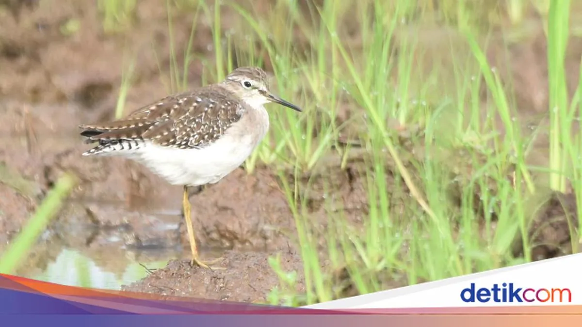 Tujuh Jenis Burung Migran dari Rusia dan Cina Terpantau di Sawah Tulungagung
