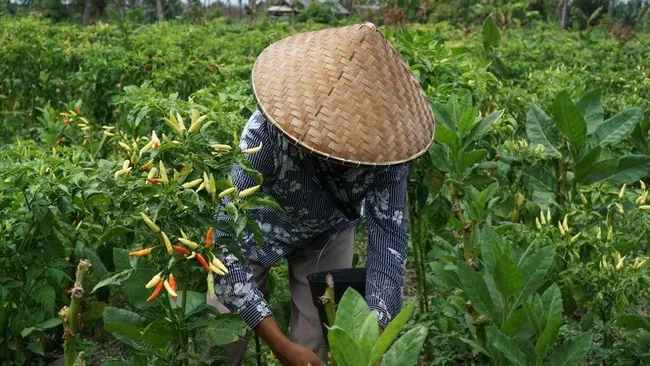 Kritik Program Smart Farming: Pelatihan Dinilai Jauh dari Produksi Nyata di Desa