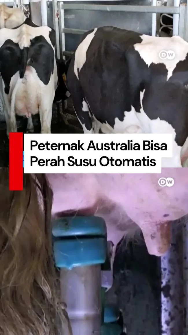Peternakan Sapi Perah di Australia Barat Terapkan Sistem Pemerah Otomatis Bertenaga Surya