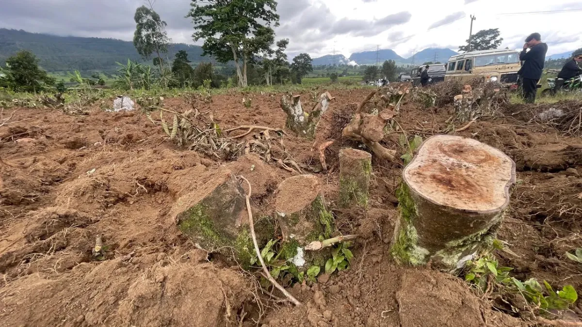 Polisi Selidiki Perusakan 150 Hektare Kebun Teh di Pangalengan, Telusuri Dugaan Dalang dan Pendana