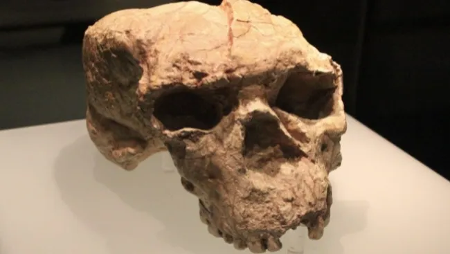 Rekonstruksi Tengkorak Yunxian 2 Ungkap Kemungkinan Evolusi Manusia Lebih Awal dan Berpusat di Asia