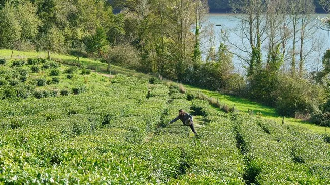 Produksi Teh Indonesia Stagnan Tiga Tahun Terakhir