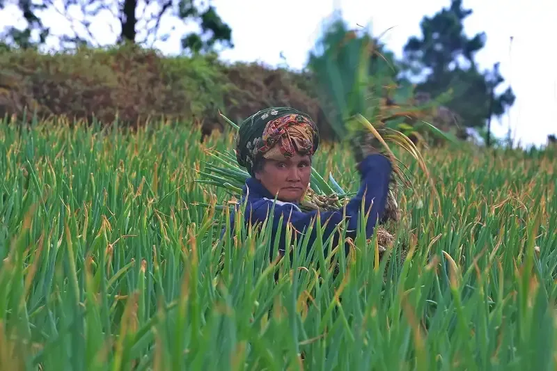 DPR Nilai 2026 Jadi Masa Krusial Ketahanan Pangan, Soroti Tekanan Iklim dan Konflik Global