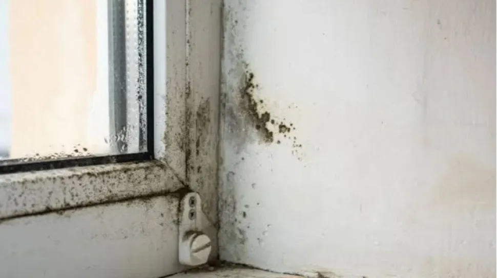 Empat Bahan Dapur untuk Mengatasi Jamur Tembok dan Langkah Membersihkannya