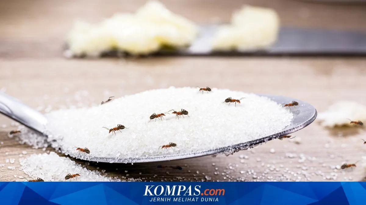 Toples Gula Dikerubuti Semut? Ini Cara Mengusirnya dengan 5 Bahan Dapur