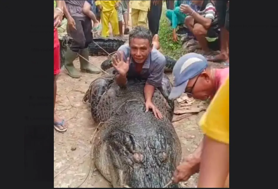 Riau Disorot Usai Kemunculan Buaya 5,70 Meter dan OTT KPK terhadap Gubernur