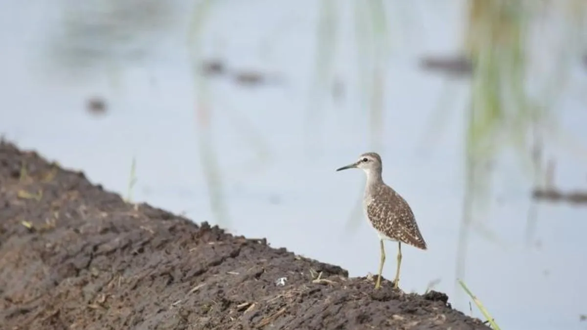 BBKSDA Jatim Catat Enam Jenis Burung Migran dari China dan Rusia Singgah di Tulungagung