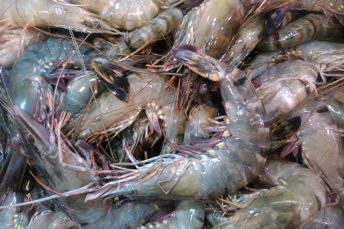FDA Rekomendasikan Penarikan Udang Impor dari Indonesia, Pakar UGM Dorong Penguatan Keamanan Pangan