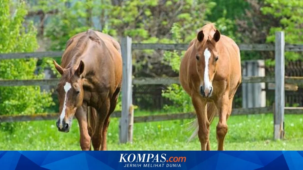 Penelitian: Dengusan Kuda Bisa Menjadi Tanda Emosi Positif