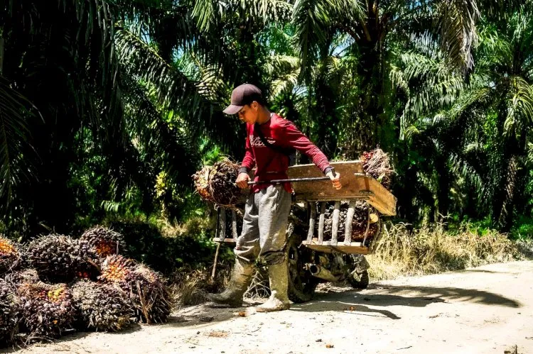 Perkebunan Sawit Rakyat Kian Luas, Disebut Berperan Penting bagi Ekonomi Nasional
