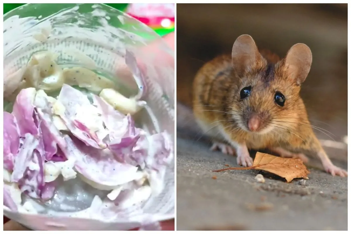 Ramuan Pengusir Tikus dari Tiga Bahan Dapur, Ini Cara Praktis Membuatnya