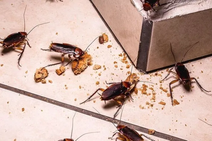 Bahan Dapur yang Bisa Membantu Mengusir Lalat dan Kecoa tanpa Semprotan Kimia