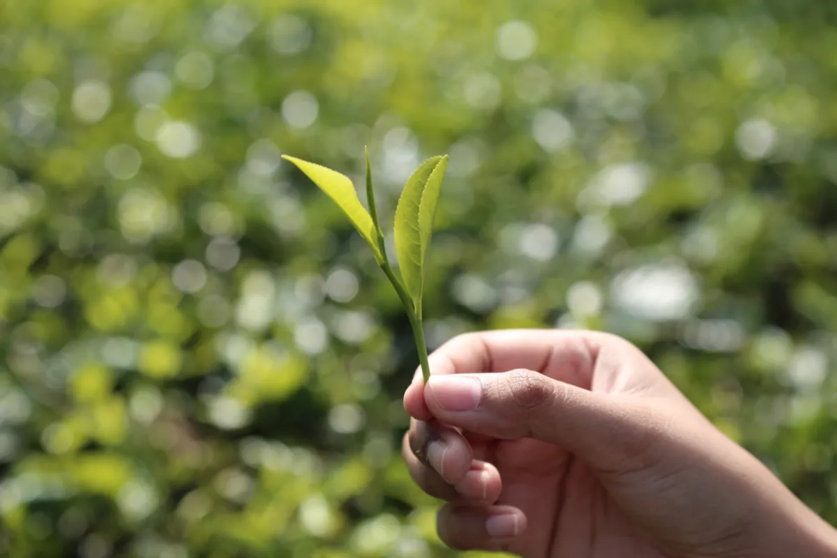 Teh Pagilaran Milik UGM Borong Empat Penghargaan di Festival Teh Nasional