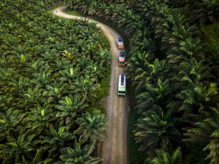 Studi: Mayoritas Ekspansi Kebun Sawit Indonesia Berasal dari Lahan Terdegradasi