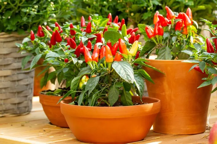 Ilustrasi Menanam Cabai di Pot