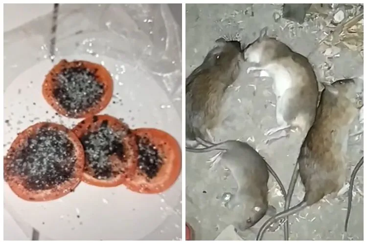 Warganet Bagikan Cara Membuat Racun Tikus dari Tiga Bahan Dapur
