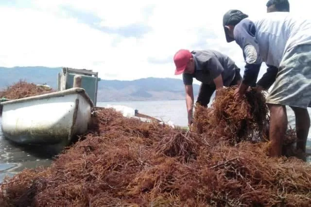 Dompu Terapkan Strategi Rolling Silang Bibit untuk Menjaga Kualitas Rumput Laut Teluk Saleh