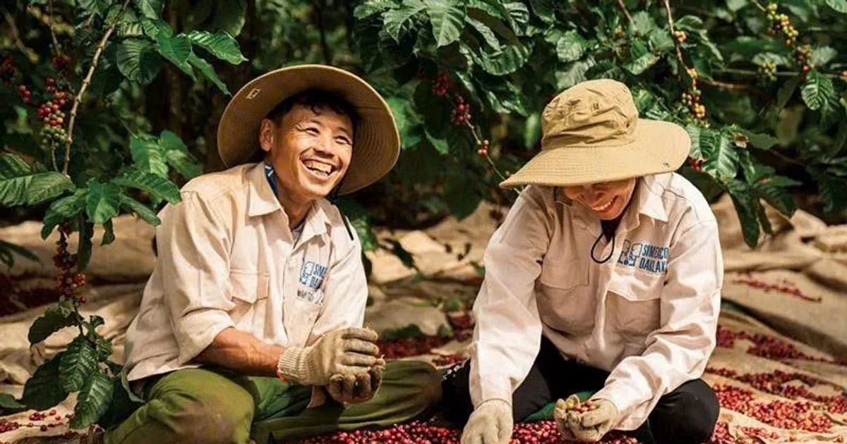 Harga Kopi 25 Januari Naik Tajam, Tembus 101.000 VND/kg Seiring Penguatan Pasar Global