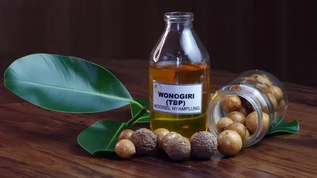 BRIN Teliti Nyamplung sebagai Sumber Biofuel dari Biomassa Hutan