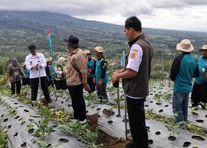 Harga Kopi Naik, Lahan Arabika di Wonolelo Sawangan Magelang Diperluas