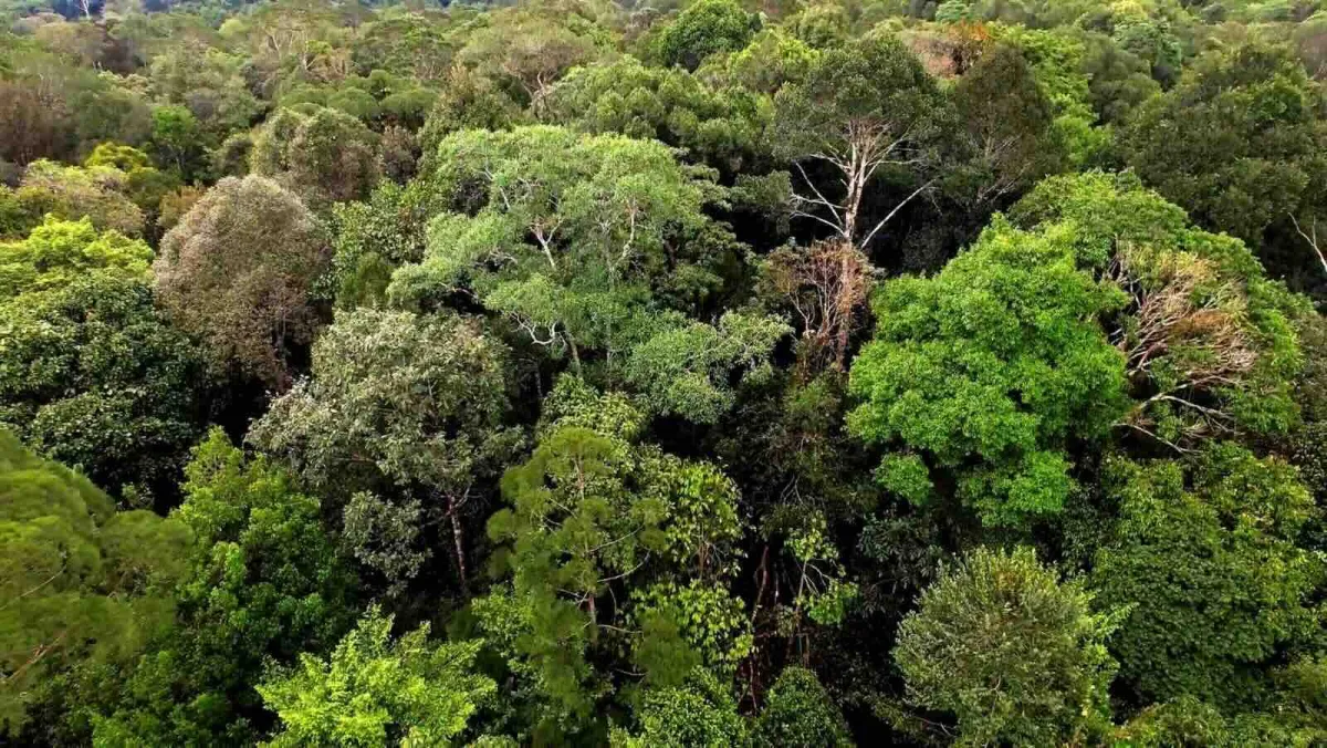 APHI Minta Evaluasi Pencabutan Izin PBPH Terukur agar Tata Kelola Hutan Membaik dan Dampak Sosial-Ekonomi Ditekan