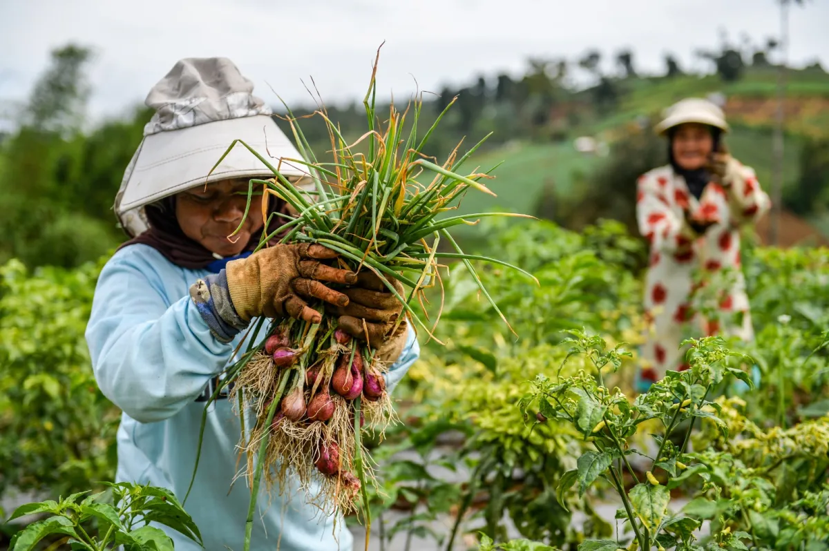 Kementerian Pertanian Targetkan Produksi Bawang Merah Nasional 2 Juta Ton pada 2026