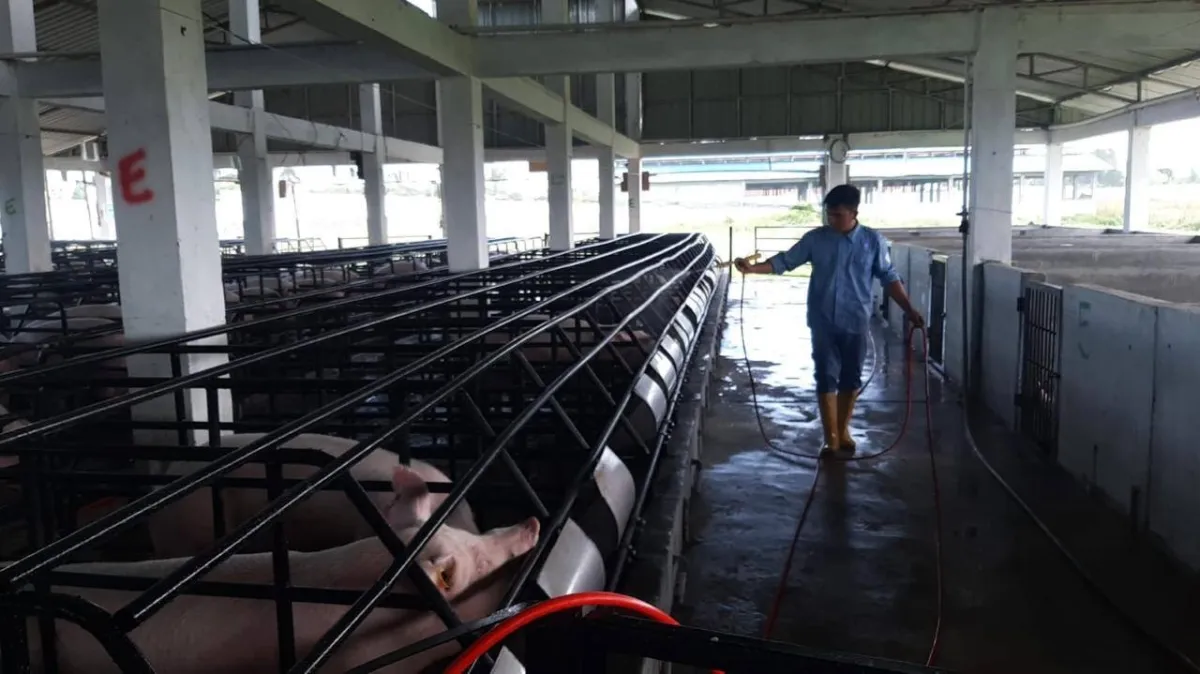 Kasus ASF Meningkat di Asia Pasifik, Kementan Terbitkan SE dan Minta Daerah Perketat Biosekuriti