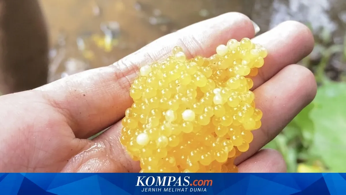 Telur Ikan Sapu-sapu Ikut Diperjualbelikan sebagai Umpan Pancing