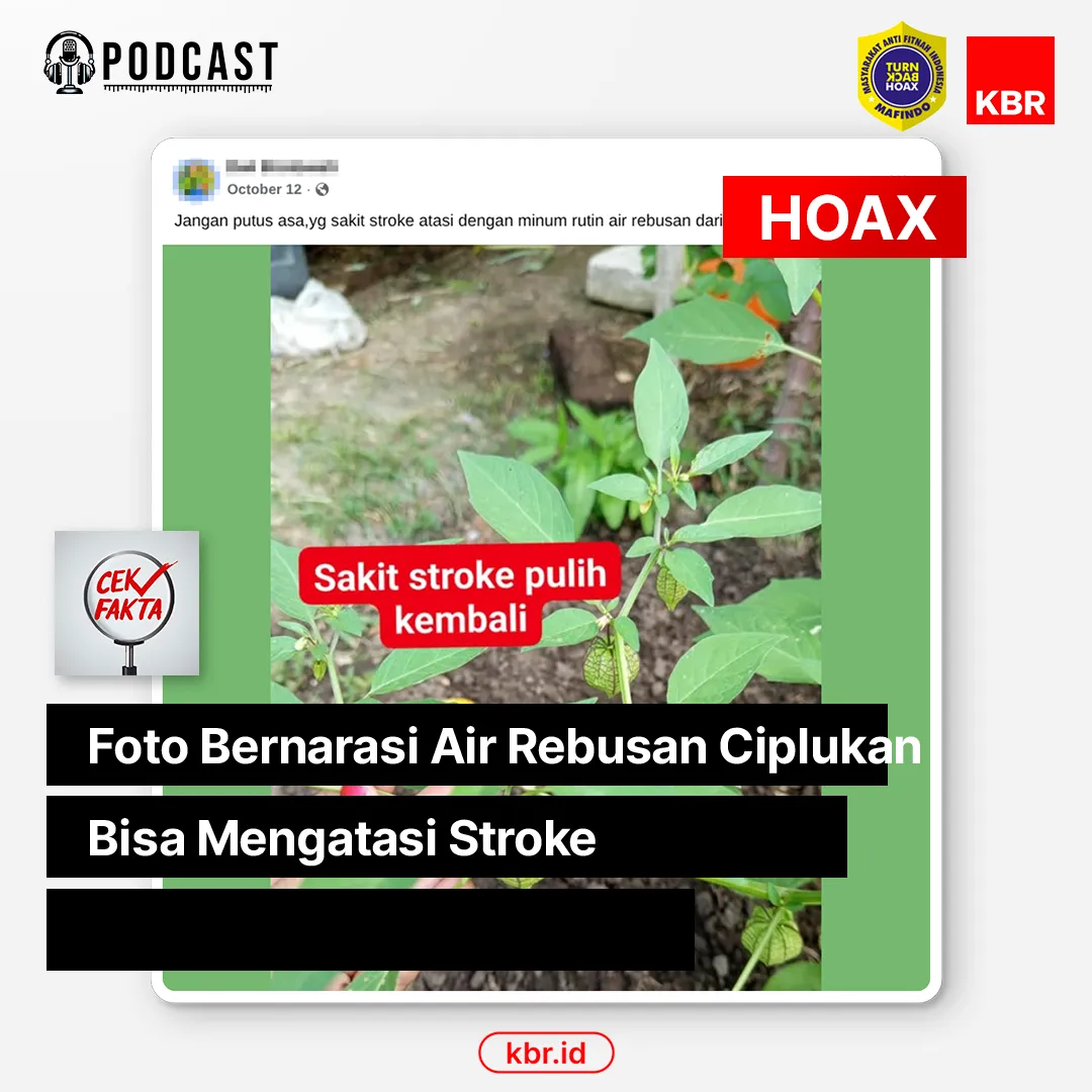 Cek Fakta: Klaim Air Rebusan Ciplukan Bisa Mengatasi Stroke Disebut Menyesatkan