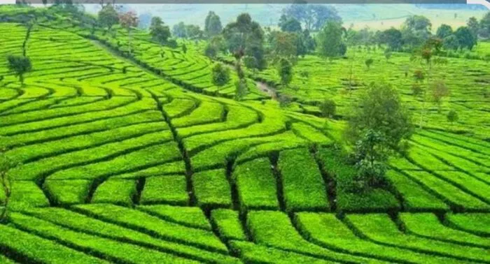 Perkebunan Teh Malabar Kembali Dirusak, Hampir 275 Ribu Pohon Teh Dilaporkan Rusak