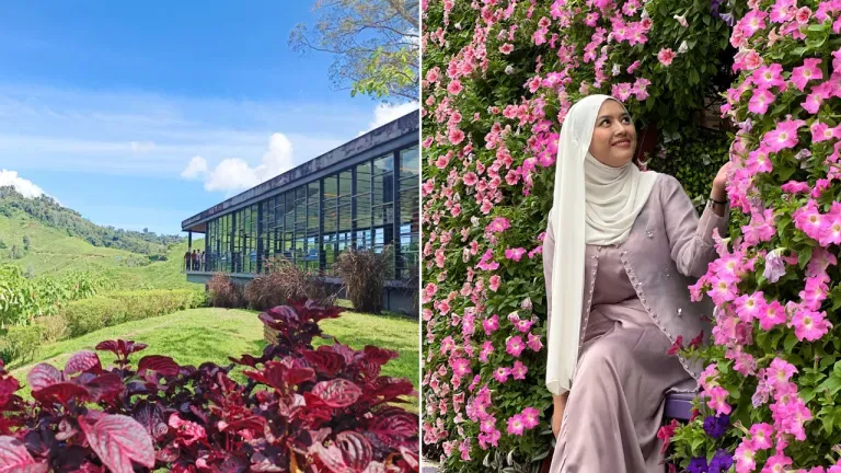12 Destinasi Wisata di Cameron Highlands untuk Alternatif Liburan di Malaysia