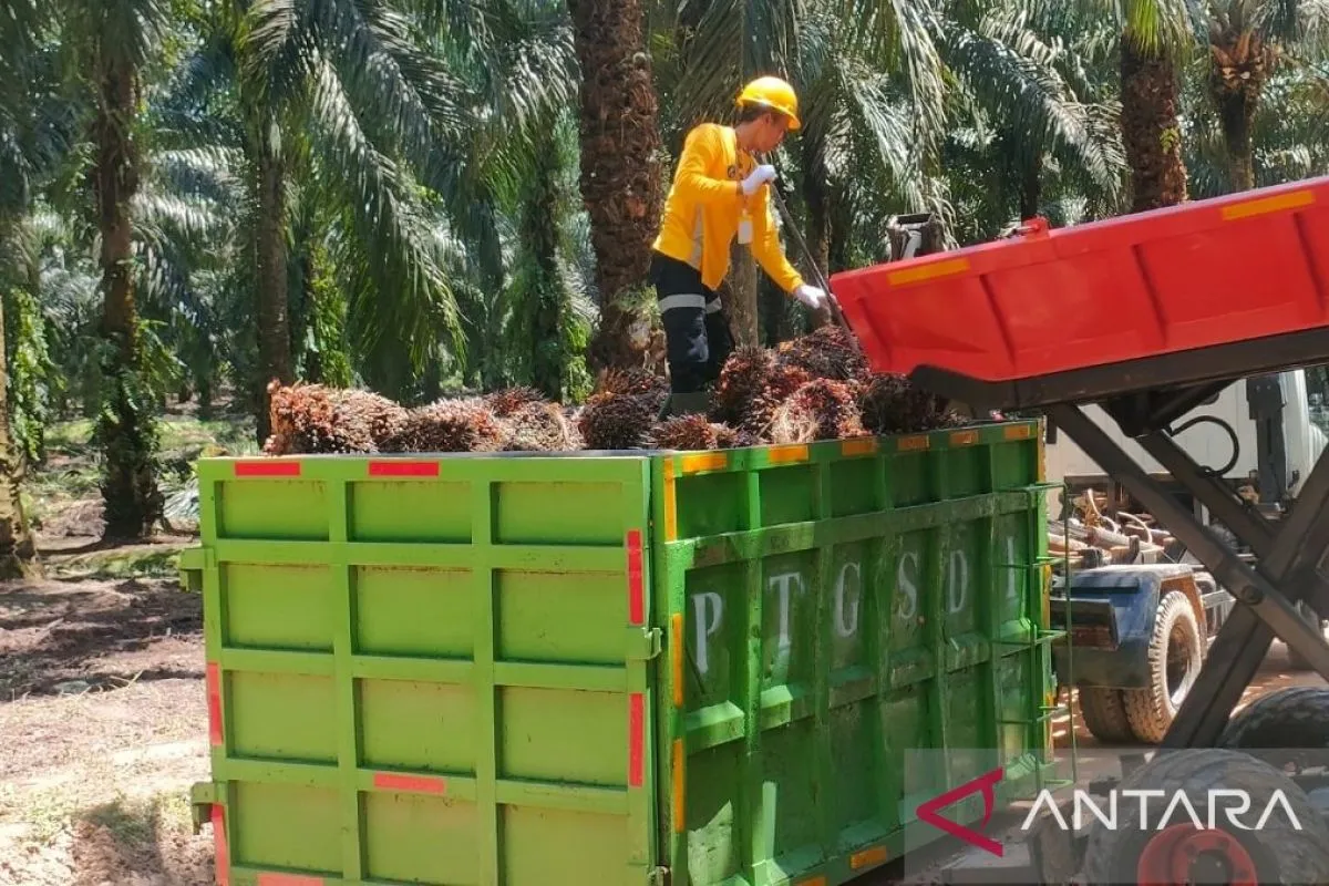 Gapki: Industri Sawit Diharapkan Terus Tumbuh dan Berperan Strategis bagi Ekonomi Nasional