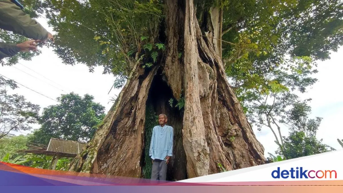 Pohon Angsana Raksasa di Ciamis, Menyimpan Jejak Sejarah dan Mitos Warga