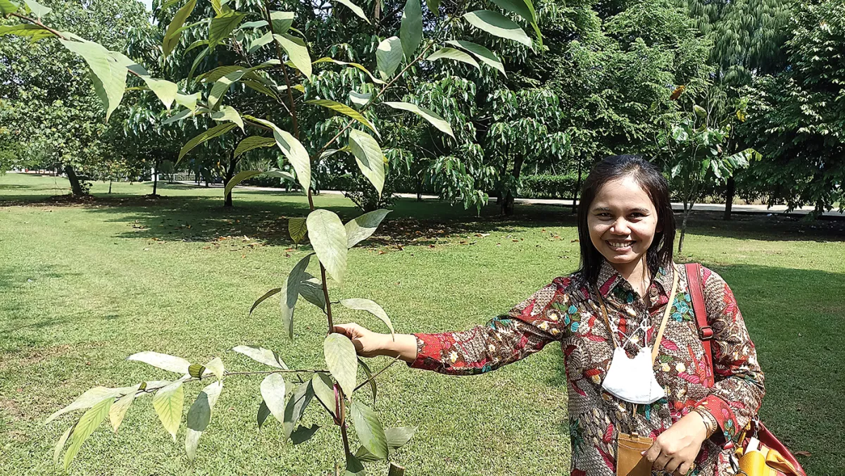 Pohon Keruing dari Pulau Mursala Diselamatkan, Peneliti BRIN Cerita Risiko Ekspedisi hingga Anggota Tim Sempat Tak Sadar