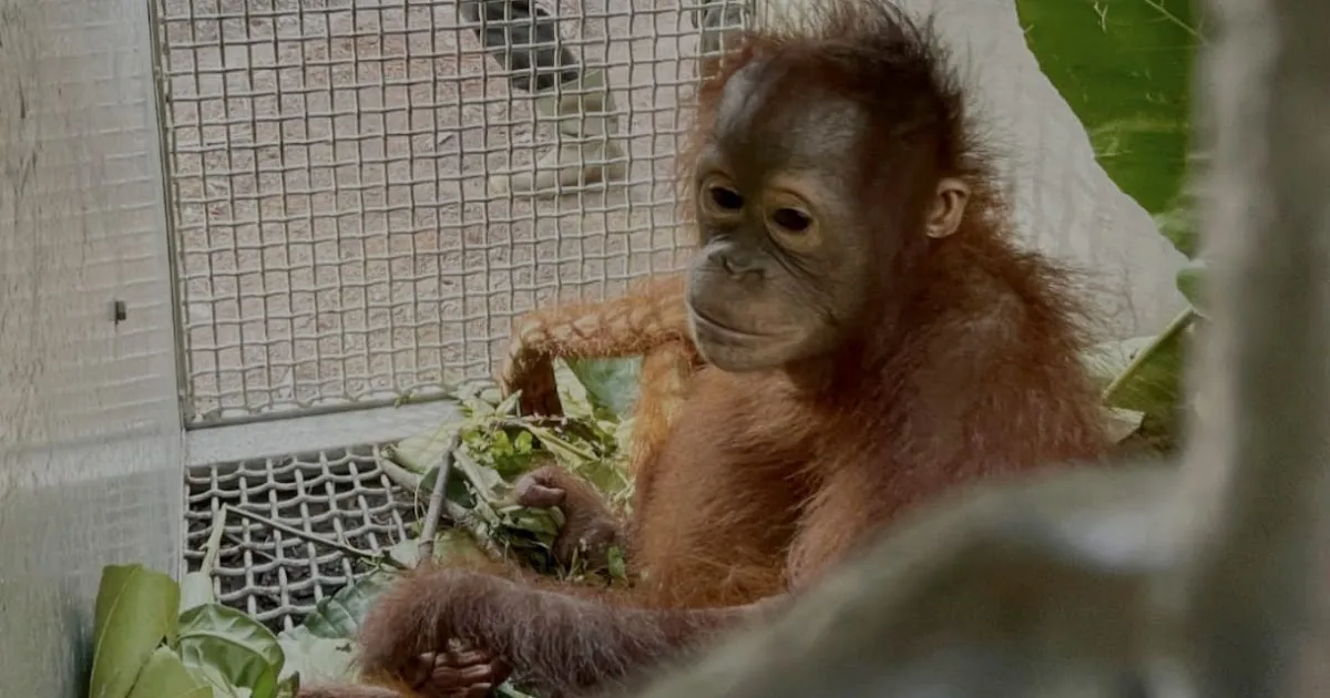 Bayi Orangutan Betina Ditemukan Sendirian di Kebun Sawit Warga Ketapang, Dievakuasi BKSDA dan YIARI