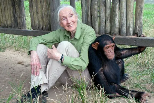 Ahli Primata Jane Goodall Meninggal Dunia pada Usia 91 Tahun