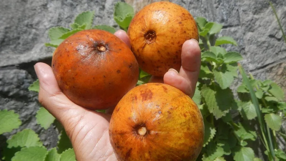 Menu MBG di Gunung Sindur Diprotes karena Buah Kecapi, SPPG Minta Maaf dan Janji Evaluasi